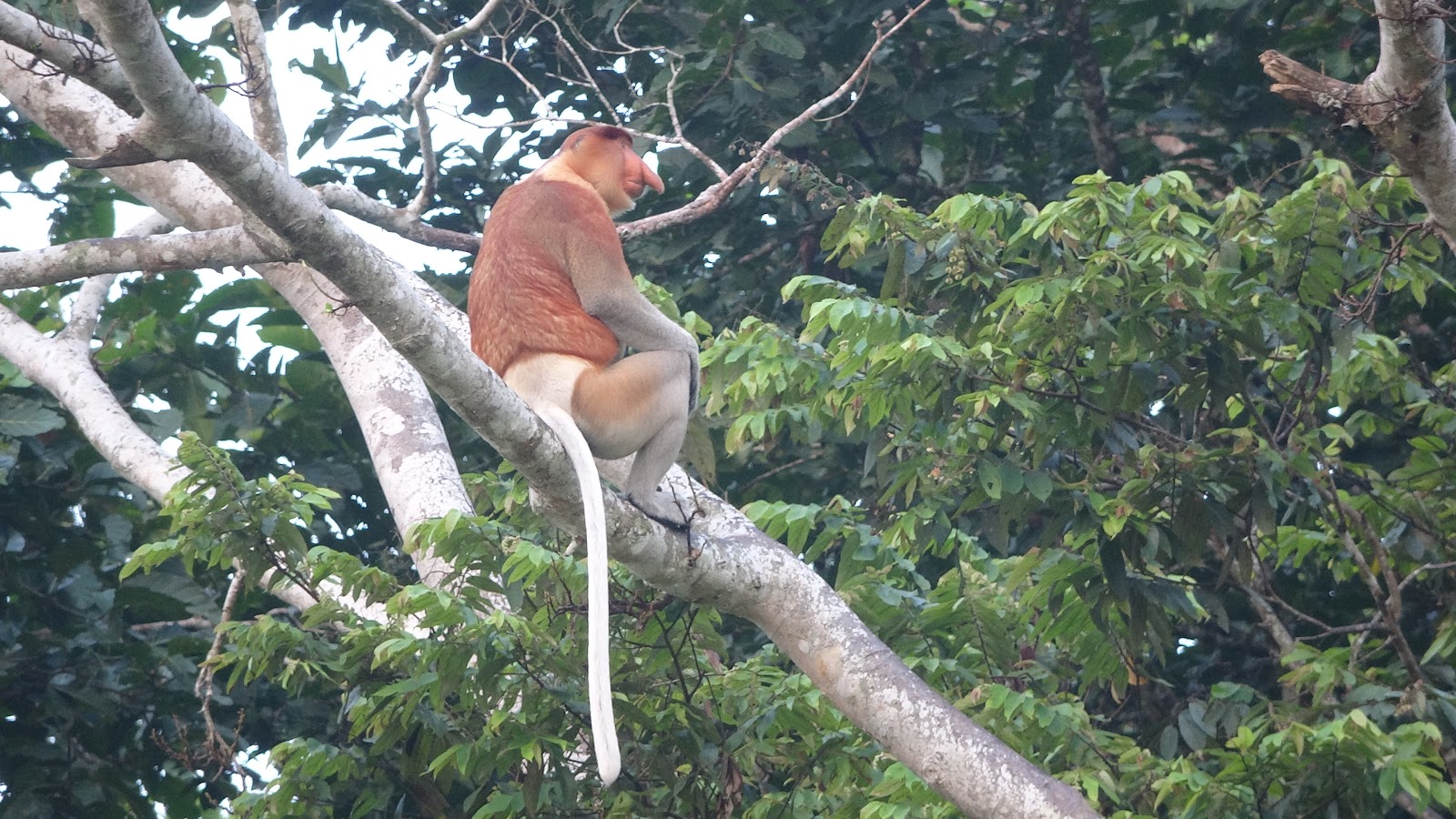 Ninaahv puuoksal Borneo vihmametsas